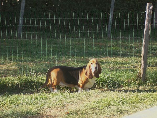 Califf du haras des grosses patouns